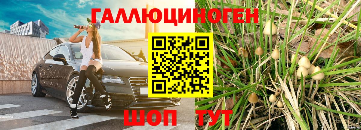 Псилоцибиновые грибы Psilocybe Кстово